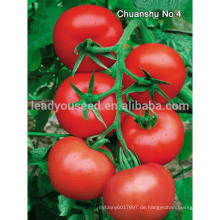 FT201 Namei rote Haut Primie chinesische Tomatensamen